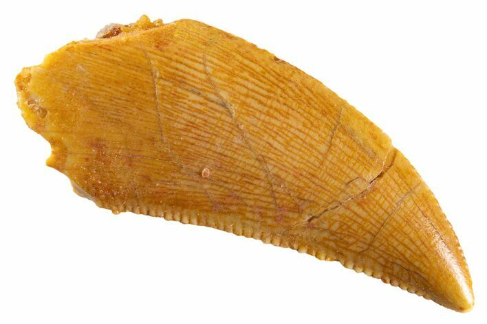 Serrated Raptor Tooth - Real Dinosaur Tooth #347011